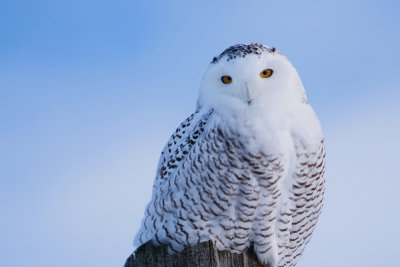 Snowy Owl