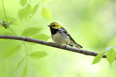 warblers