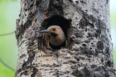 woodpecker