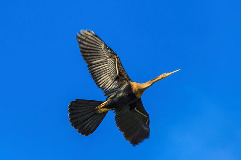 Anhinga