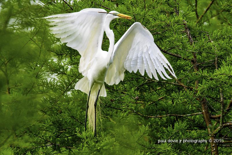 BYWM_GreatEgret_0234.jpg