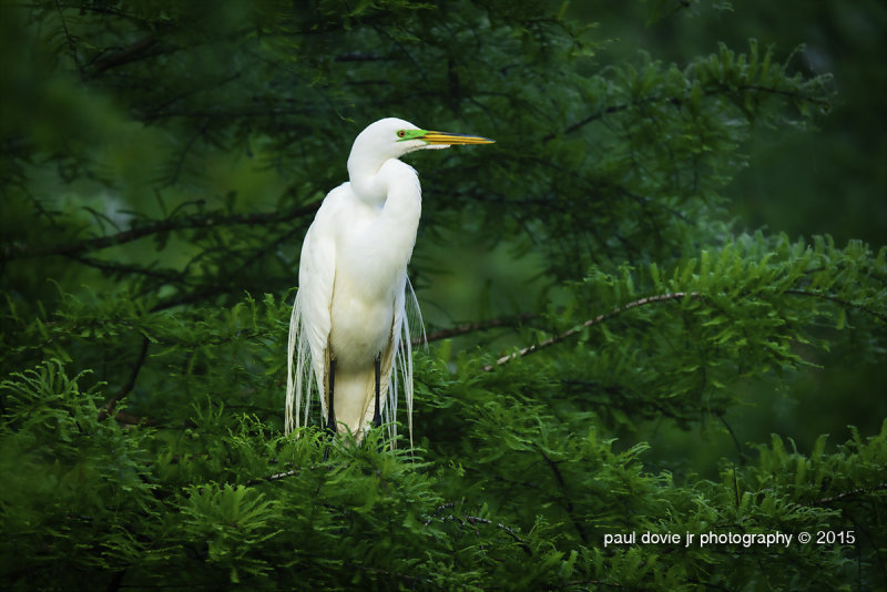 BYWM_GreatEgret_0284.jpg