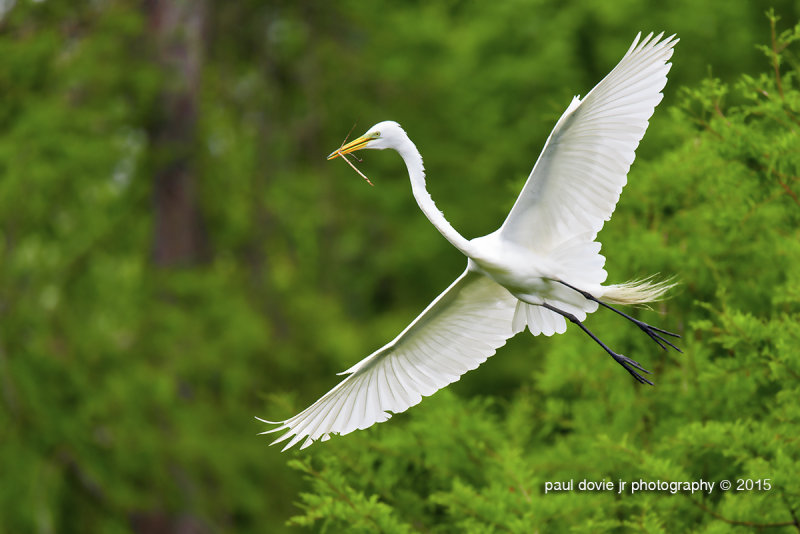 BYWM_GreatEgret_0309.jpg