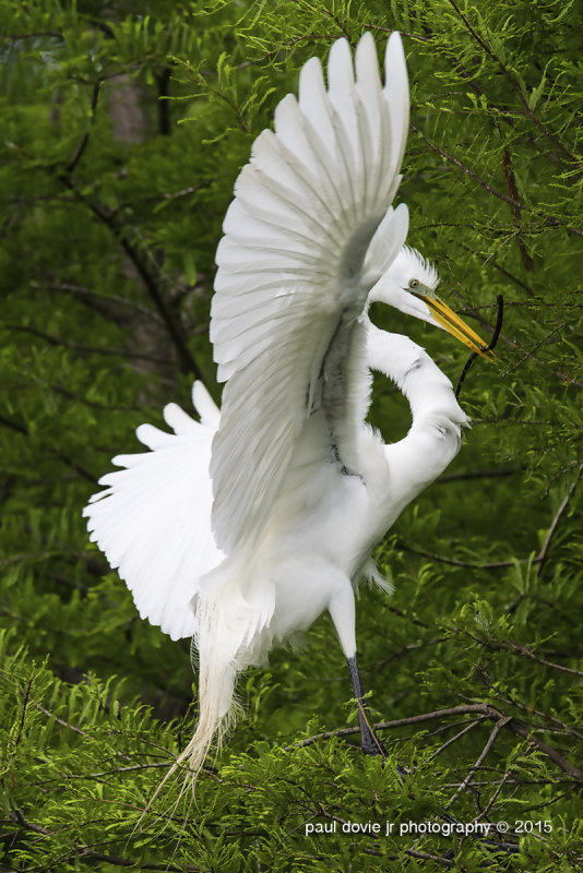 Great Egrets