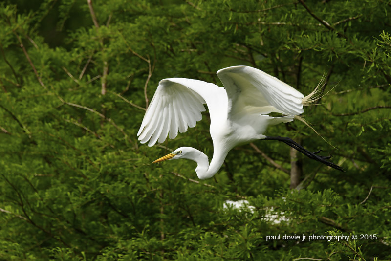 BYWM_GreatEgret_0353.jpg