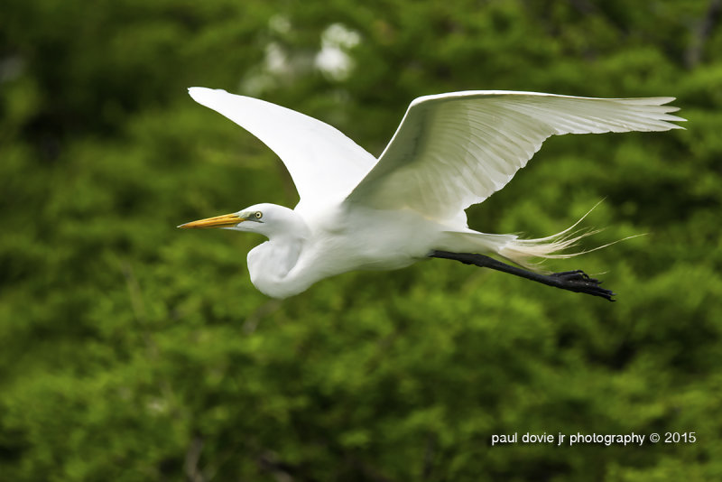 BYWM_GreatEgret_0356.jpg