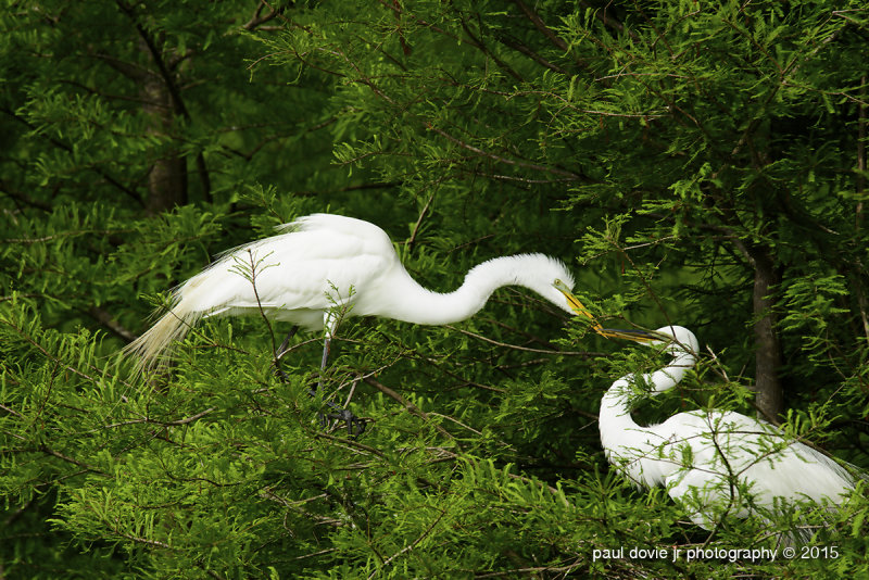 BYWM_GreatEgret_0390.jpg