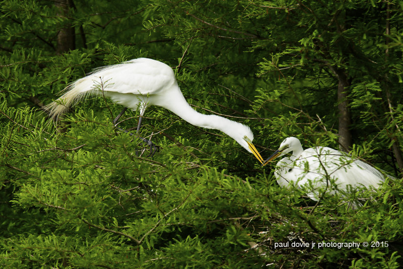 BYWM_GreatEgret_0391.jpg