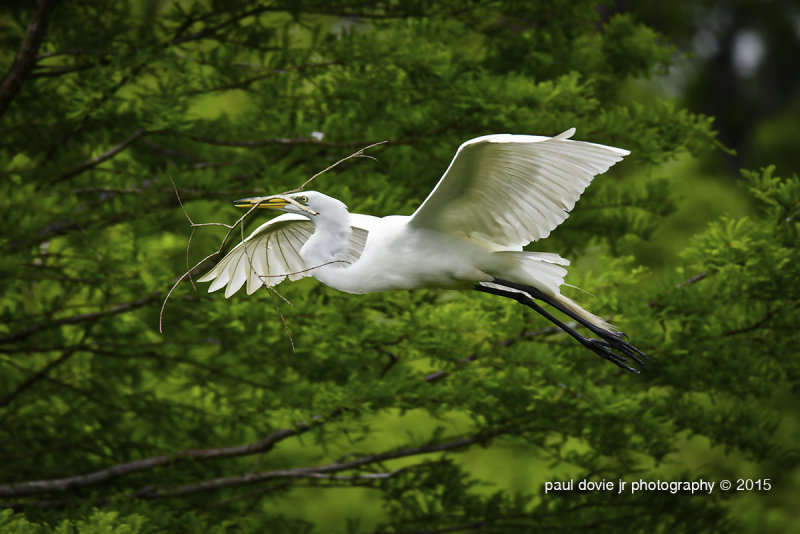 BYWM_GreatEgret_0410.jpg