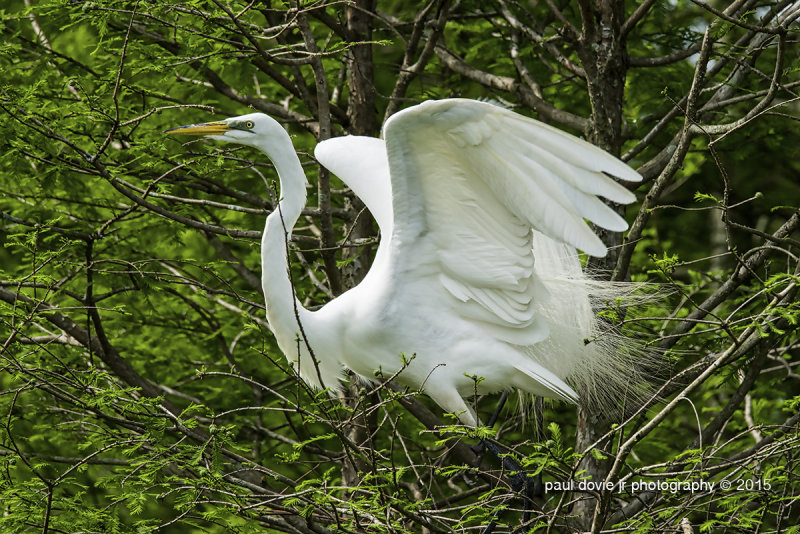 BYWM_GreatEgret_0422.jpg