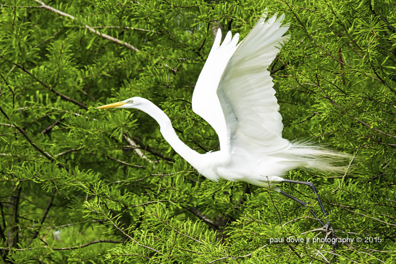 BYWM_GreatEgret_0502.jpg