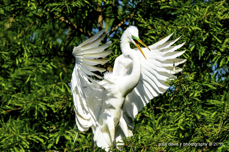 BYWM_GreatEgret_0708.jpg