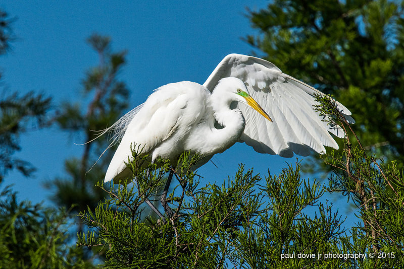 BYWM_GreatEgret_0737.jpg