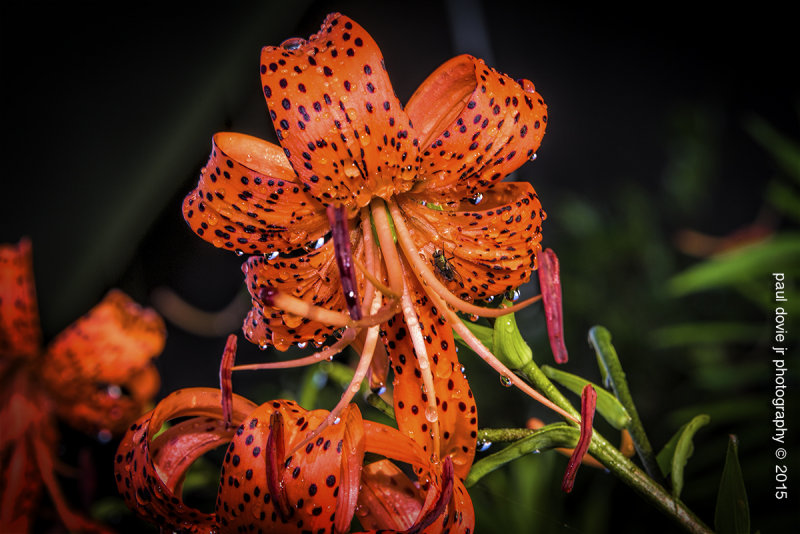 Garden_Tigerlily_0001.jpg