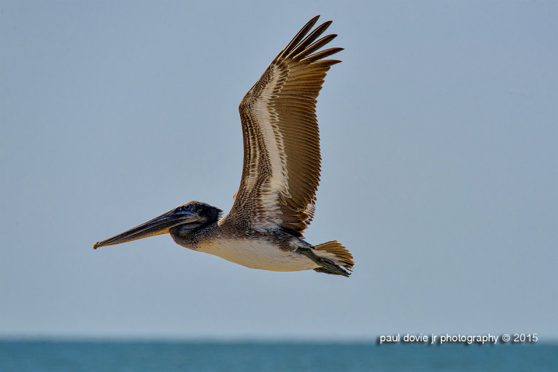 DI_BrownPelican_2048.jpg