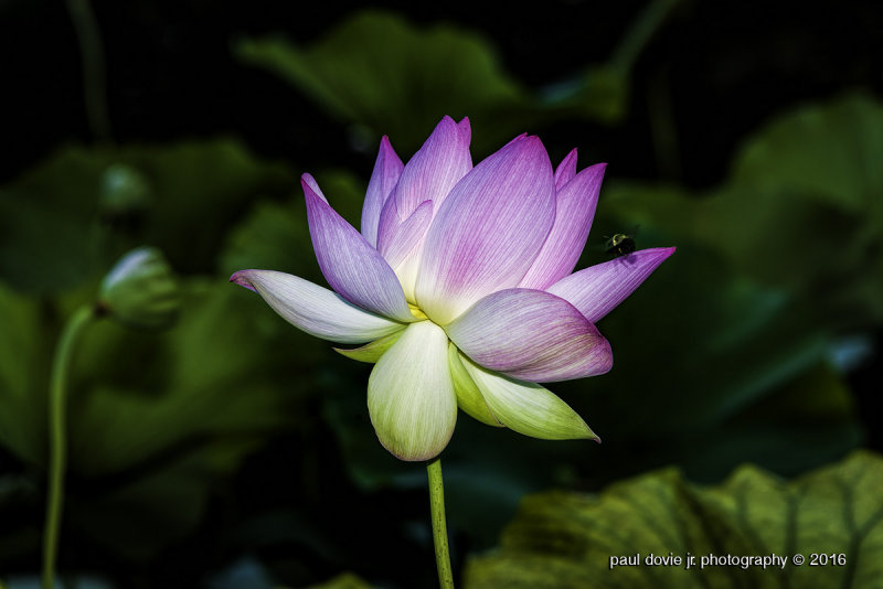  Lotus-Flower-0006.jpg