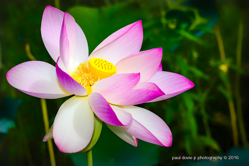 Lotus-Flower-0024.jpg