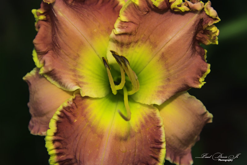 Daylilies_0007-1.jpg