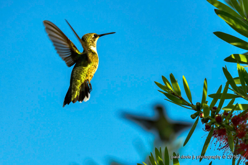 Hummingbirds-0175.jpg