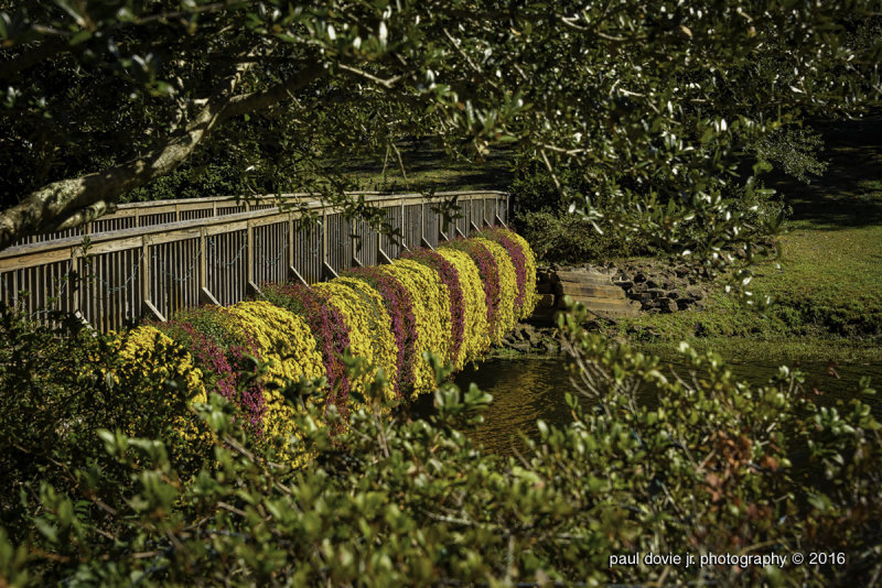 Bellingrath Gardens Fall Colors-0156.jpg