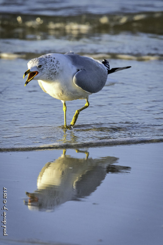 DI-Ring Billed Gull-0102.jpg