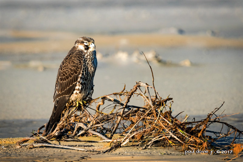 DI-Juvenile-Peregrine-Falcon-0120.jpg