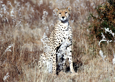Cheetah stare.jpg