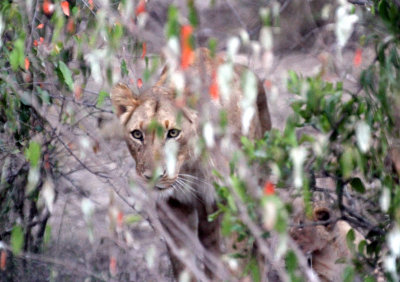 Lioness watching.jpg