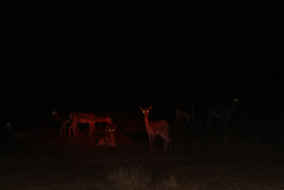 Gazelles at night.jpg