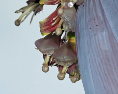 This is the Nectar dripping from the female flowers. It drives bees crazy and birds as well.