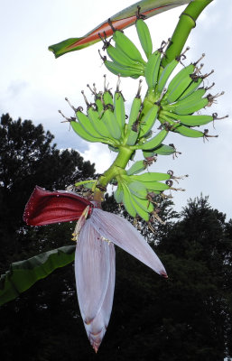 Delveloping hands with male bloom on end.