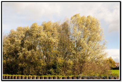 DSC_3386A.jpg