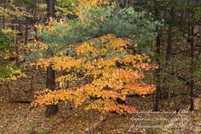 DSC_2741A.jpg