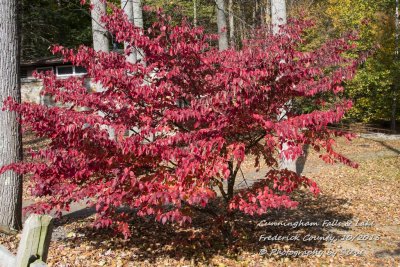 DSC_2728A.jpg