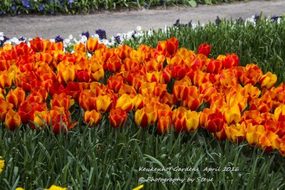 Keukenhof Gardens
