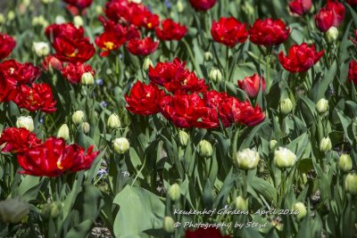 DSC_4044A.jpg