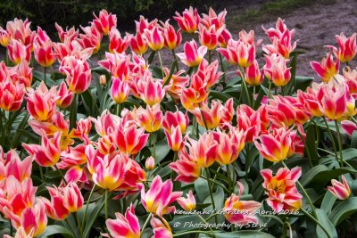 DSC_4064A.jpg