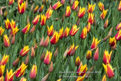 DSC_4065A.jpg