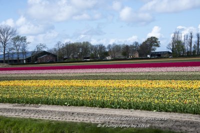 DSC_4119A.jpg