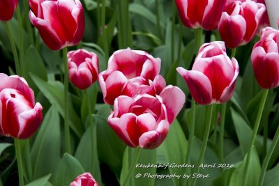 DSC_4123A.jpg