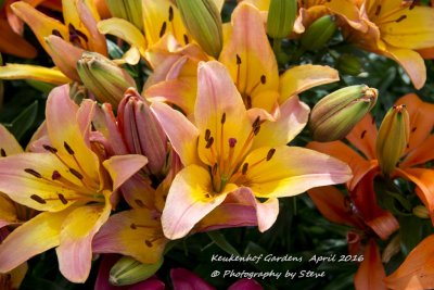 DSC_4125A.jpg