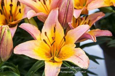 DSC_4134A.jpg