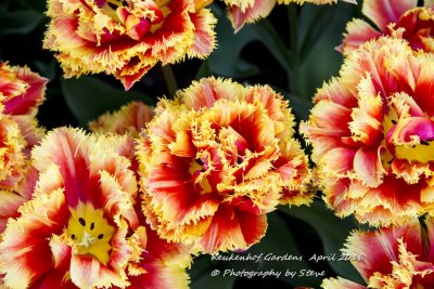DSC_4135A.jpg