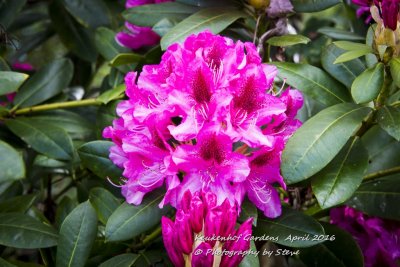 DSC_4140A.jpg