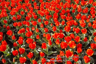 DSC_4150A.jpg