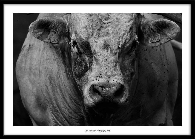 Bull, Cantal France 2005