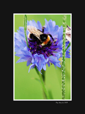 Bee on bluebonnet