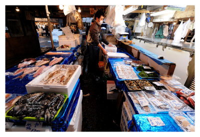 Tsukiji Fish Market - Tokyo 11