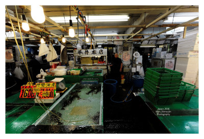 Tsukiji Fish Market - Tokyo 37