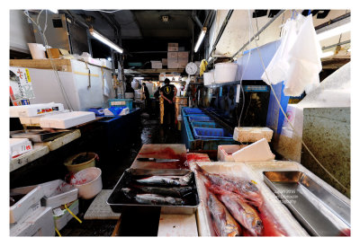 Tsukiji Fish Market - Tokyo 42